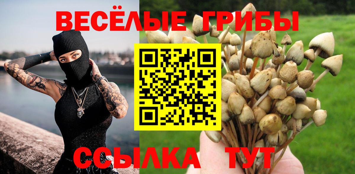 Кизляр  Галлюциногенные грибы Psilocybe  Вход с VPN 